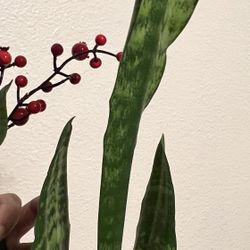 Tall Mature Sansevieria Plant  