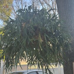 Platycerium bifurcatum/Hablamos Español