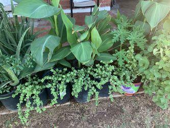 Part Four Assorted Plants Collection Cana Lilies elephant food and aloe Vera