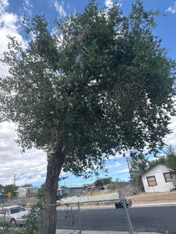Tree for free