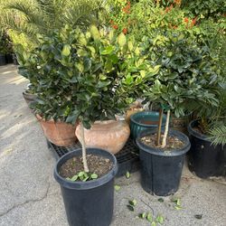Topiary Bonsai Waxleaf