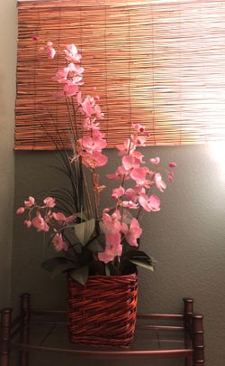 Orchid
