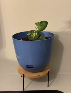 Felted Pepperface (Peperomia incana) Houseplant Indoor Plant in Self-Watering Pot