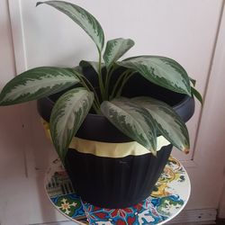 Plant 