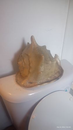 Large sea shell