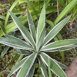 Agave angustifolia Marginata (Caribbean Agave) 🪴
