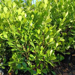 Clusia Privacy Hedge Plants 7gl Overgrown 4.5ft only $23