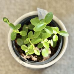 Hoya Cumingiana In Ceramic Pot