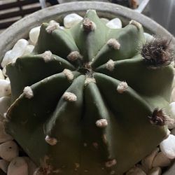Echinopsis Subdenudata 'Domino' Cactus
