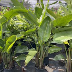 White Bird Of Paradise 