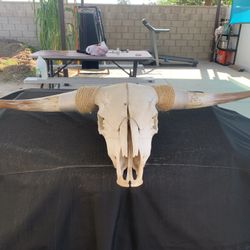 51 Inches Bull Horns Head