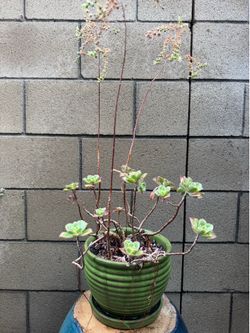 Succulent plant in green ceramic pot