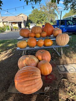 PUMPKINS