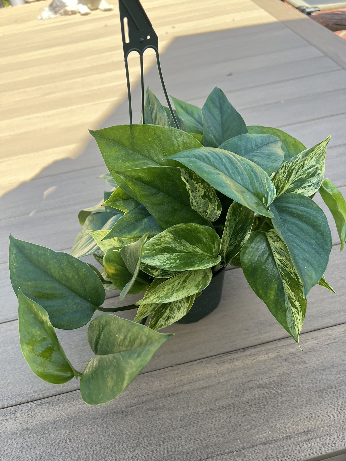 Marble queen & golden pothos mix, live plant comes in a 6” nursery pot. ☑️ profile for more plants