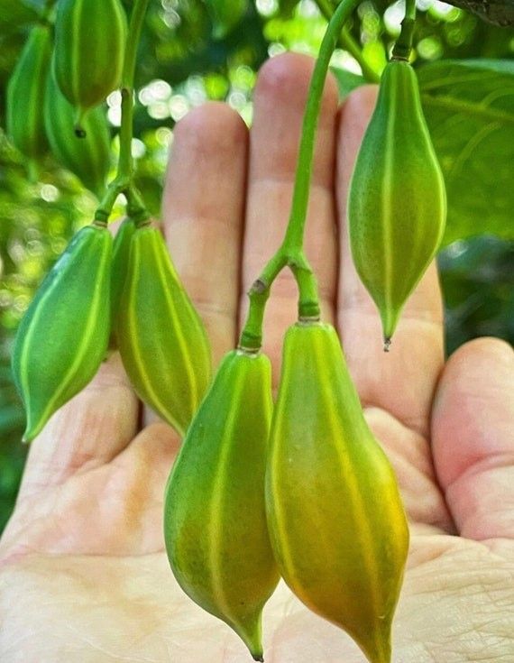Rare COLD HARDY PAPAYA TREE
