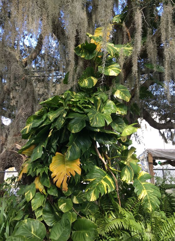 Pothos plants HUGE!!! for Sale in Orlando, FL OfferUp
