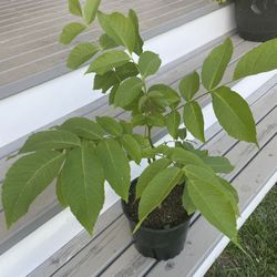 Walnut Tree ‘Juglans regia’ (Outdoor Life Plant)