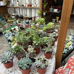 Succulents