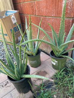 Aloe Vera/Savila.. $10 each.. each one comes with small offspring shoots. thick girthy.. lots of aloe juice.. ready for bigger pots.