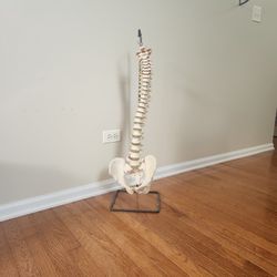 Anatomical Model: Human Spine