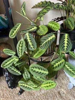 Lemon lime plant
