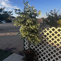 Indoor/ Outdoor Fake Plant 