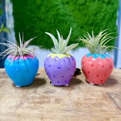 Plants (Small airplants with strawberry ceramic holder)$5 each