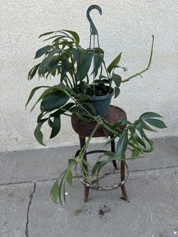 Dragon Tail Plant
