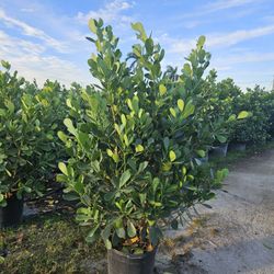 Huge Clusias Over 6 Feet Tall Instant Privacy Hedge For Fence