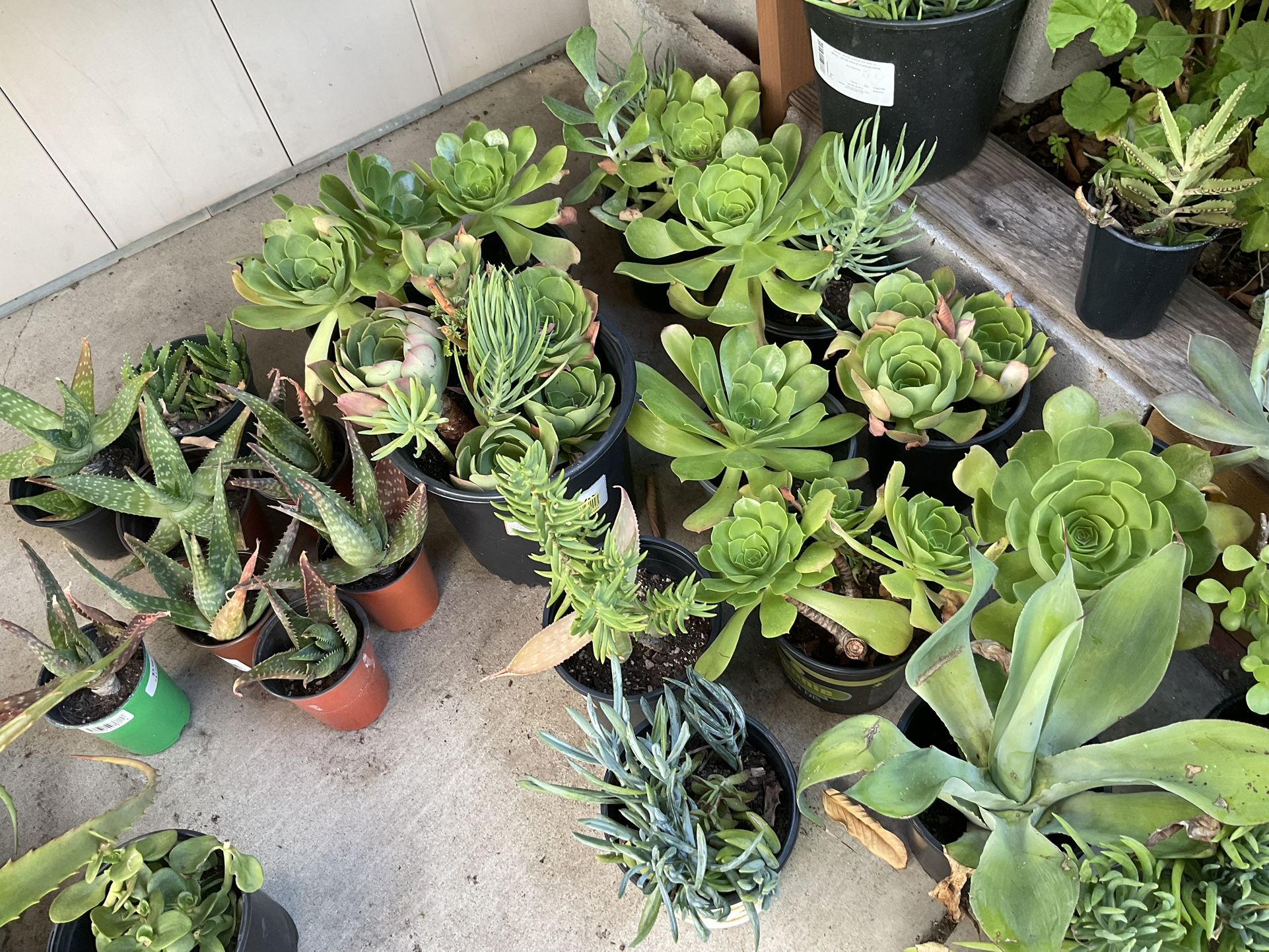 Succulent Plants Sale