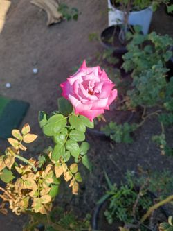 Rose Bushes
