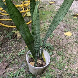 Dracaena trifasciata Plant