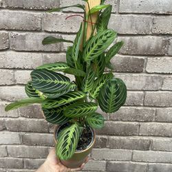 Beautiful Indoor Plant 