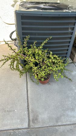 SUCCULENT