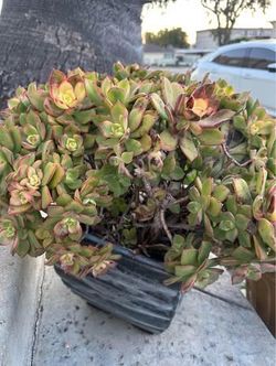 Potted Succulent Plant