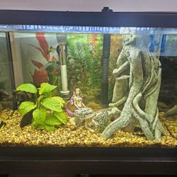20g Tank