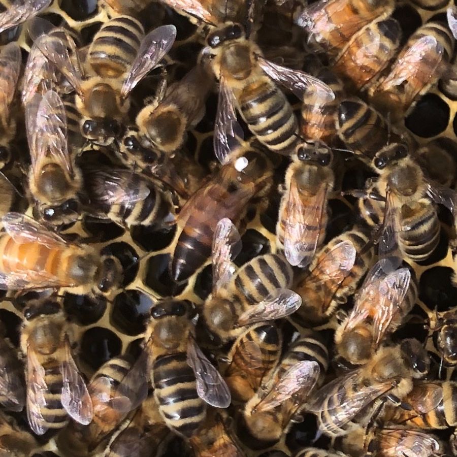 Free Honeybee Swarm Removal 🐝