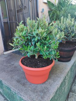 Dwarf Olive Bonsai Tree
