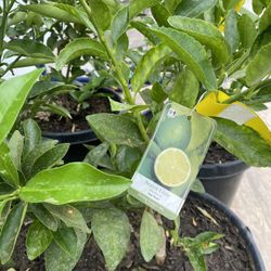 Fruit Trees