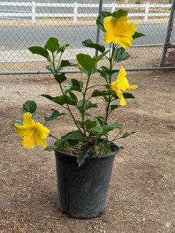 Yellow Hibiscus 5 gal