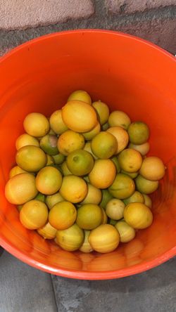 Free key limes