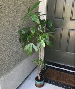 Healthy growing braided money tree