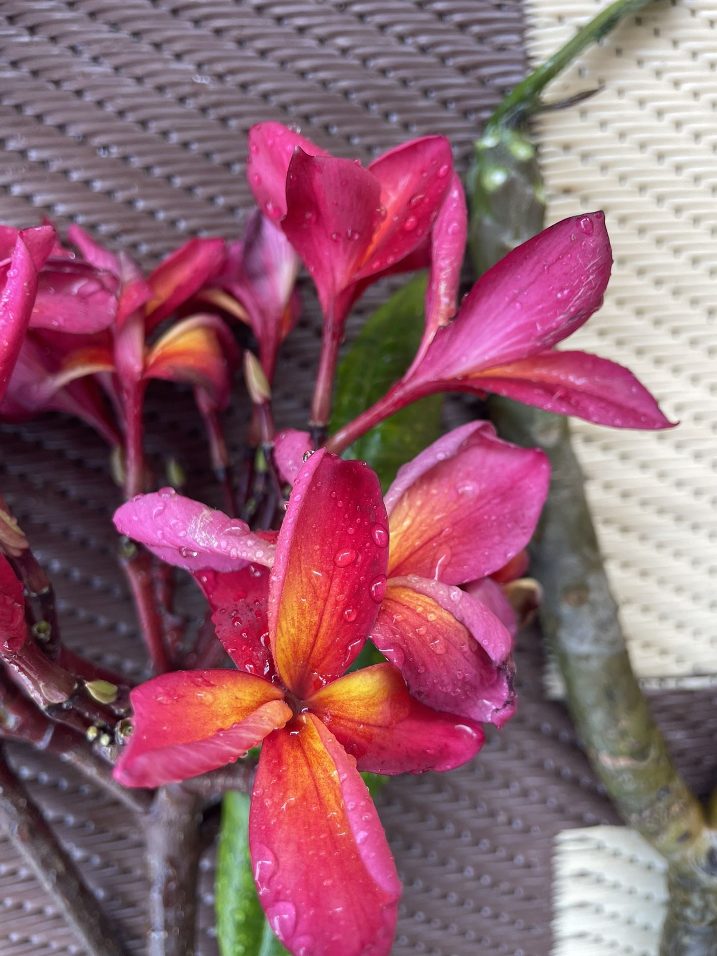 Assorted Plumeira Clippings