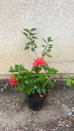 Hibiscus rojo