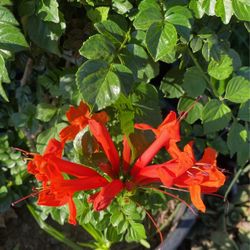 Orange honeysuckle