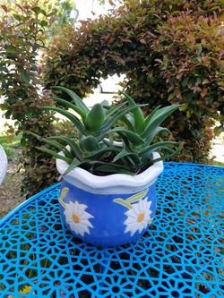Ceramic vase cactus