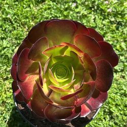 Aeonium arboreum