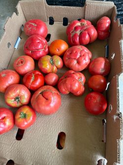 Tomatoes