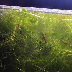 Aquarium Shrimp Plants