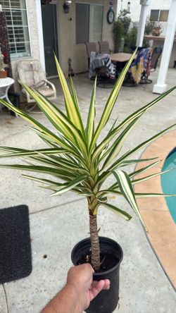 Dracaena